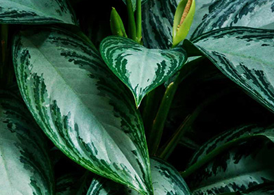 KLORANE BOTANICAL FOUNDATION