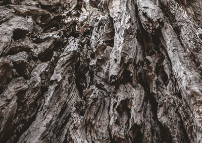 KLORANE BOTANICAL FOUNDATION